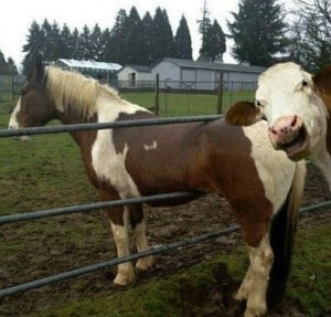 Cow and Horse