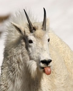 Goat Tongue