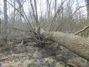 Ash Tree Down