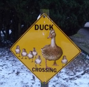 Crossing Ducks