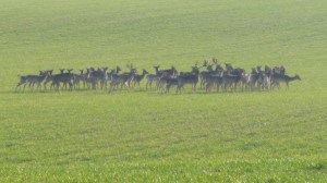 Deer Grazing Wheat
