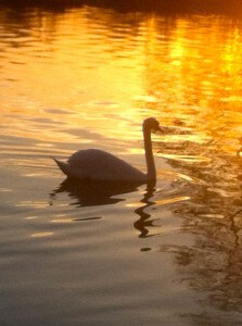 The Serene Swan