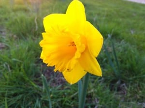 Baldock Daffodil