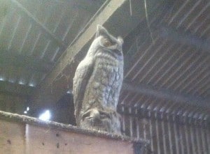 Percy the Owl