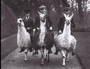 Three Men Riding Goats