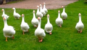 Thirteen geese