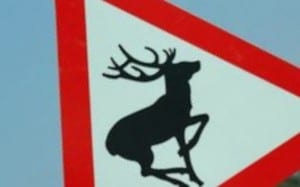 Warning Deer