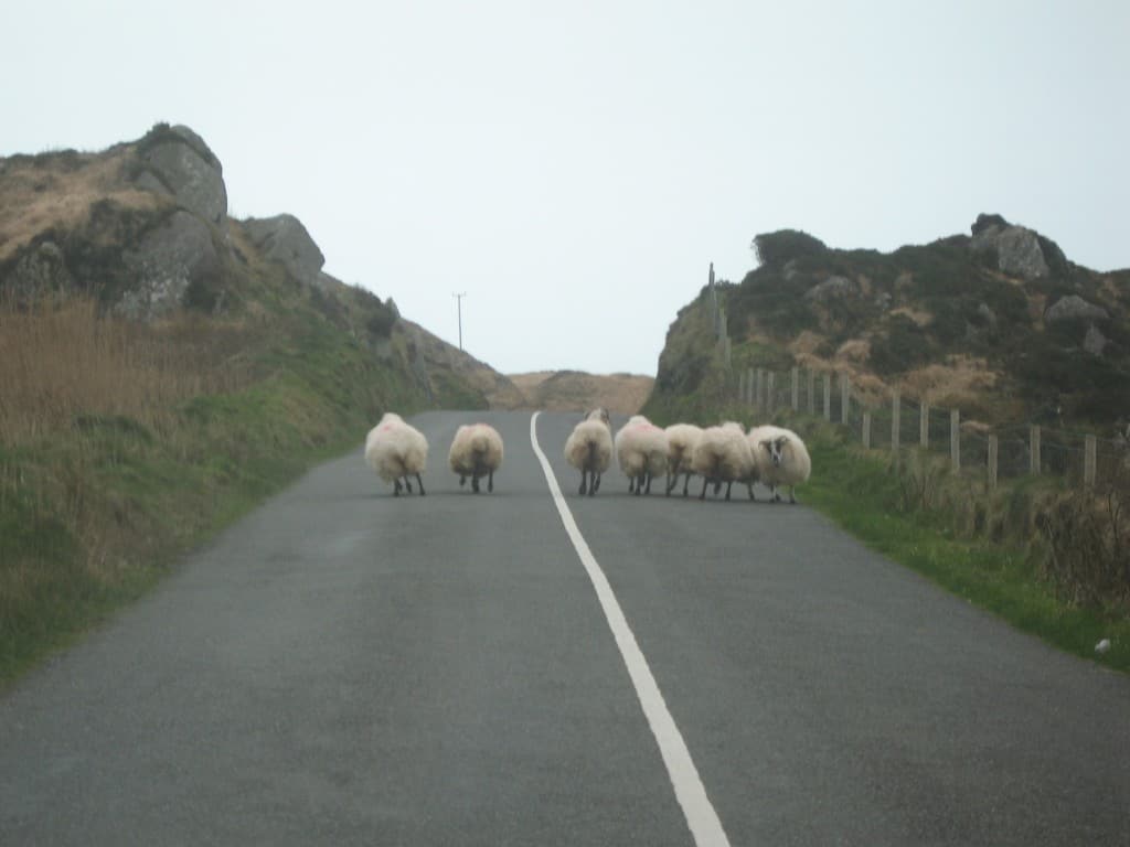 Sheep rushing to pub