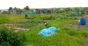 The Allotments 2