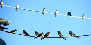 Last Swallows 2