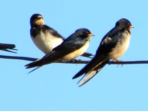 Last Swallows