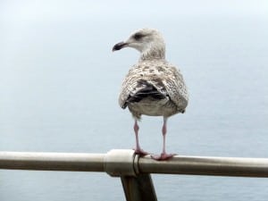 Sidney the Seagull