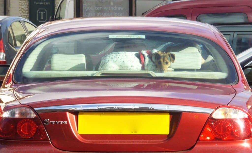The rear window Terrier