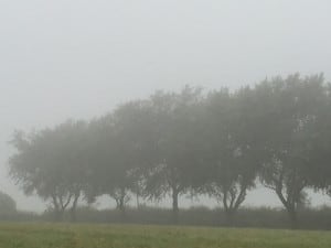 Foggy August