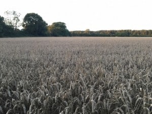 damp wheat