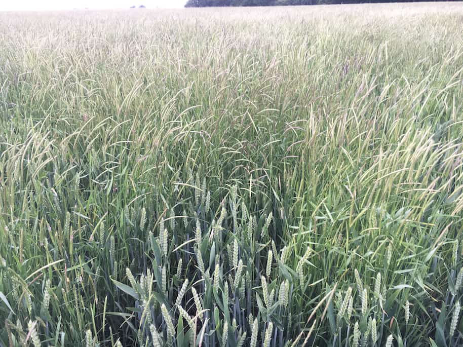 Blackgrass threatens wheat