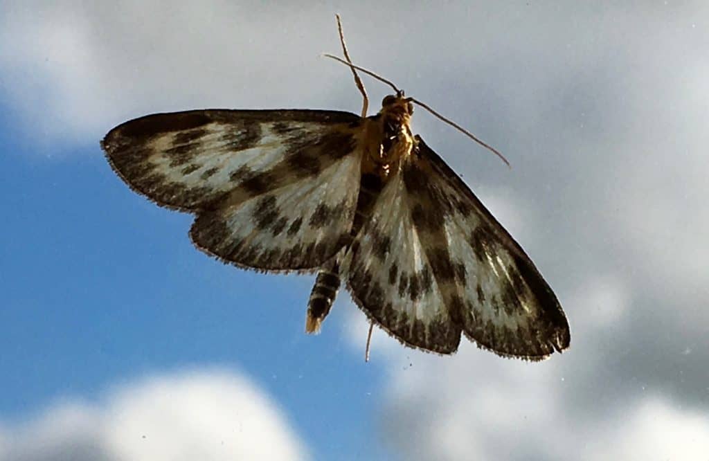 the Moth
