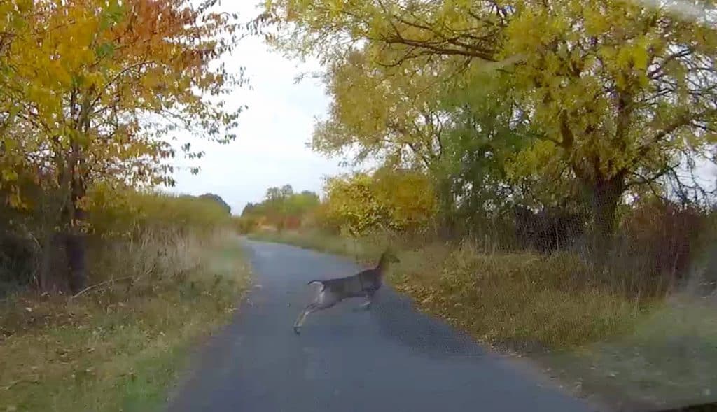 deer-jump-pic