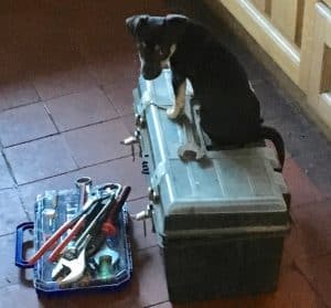 puppy-plumber